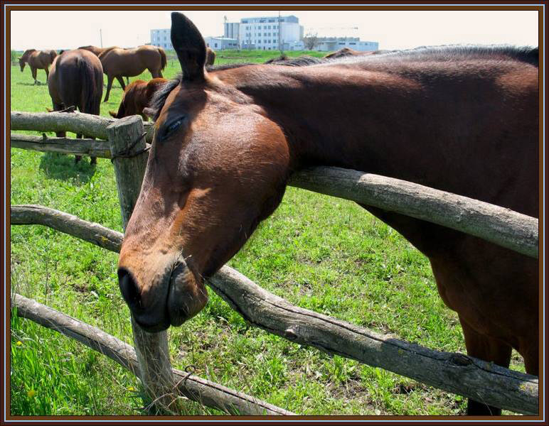 фото "Что делает лошадка!" метки: природа, домашние животные