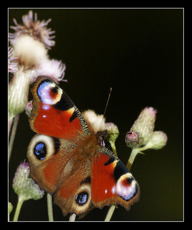 photo "***" tags: nature, insect