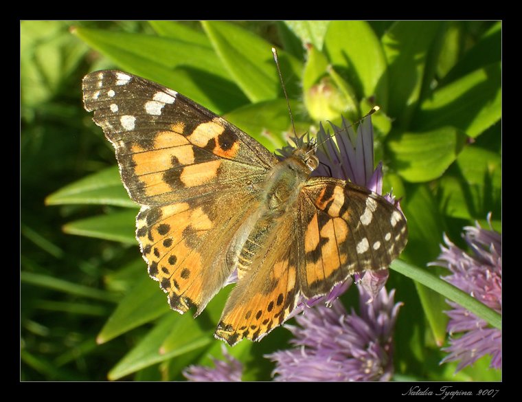 photo "The butterfly" tags: nature, macro and close-up, insect