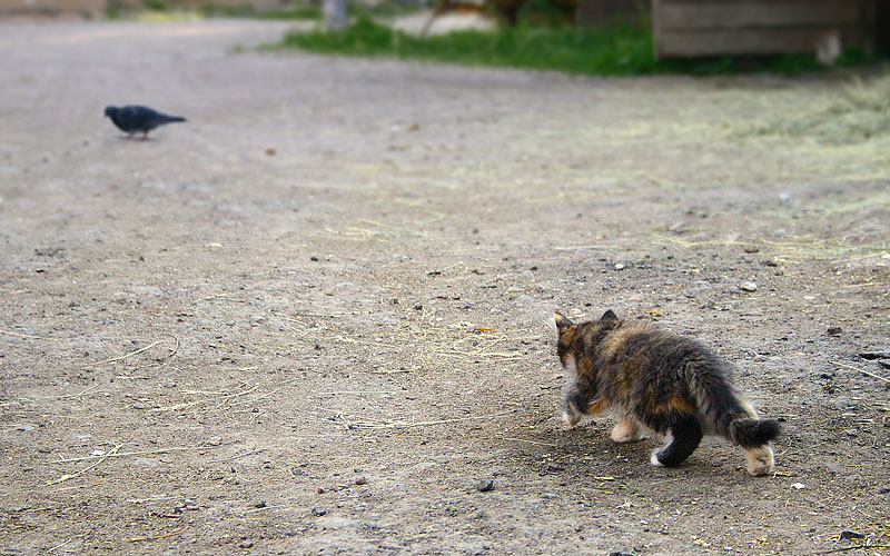 photo "***" tags: genre, nature, pets/farm animals