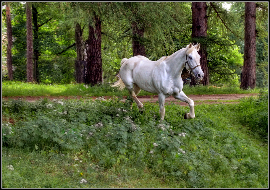 photo "freedom" tags: landscape, nature, forest, pets/farm animals