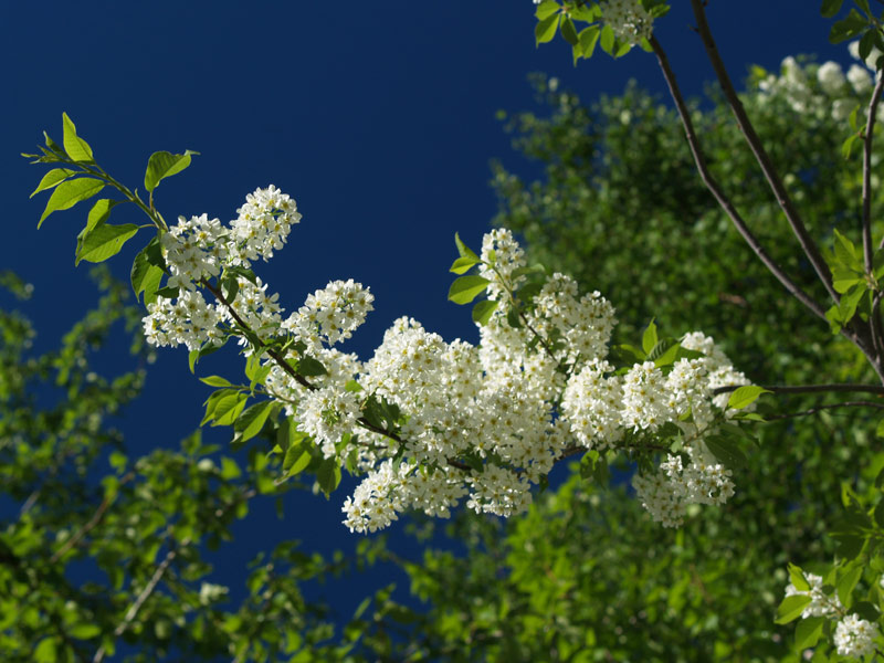 photo "***" tags: nature, flowers