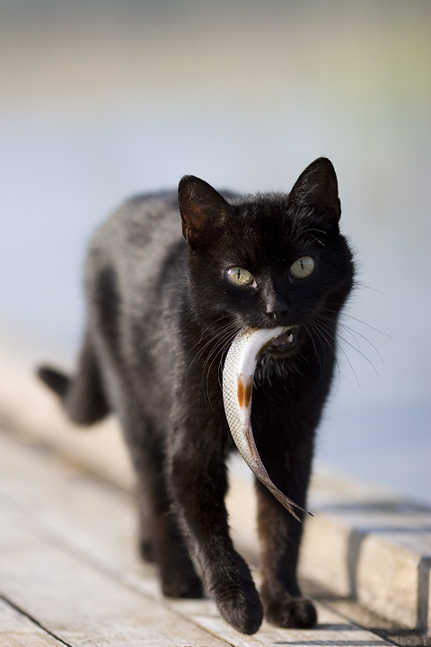 photo "***" tags: nature, pets/farm animals