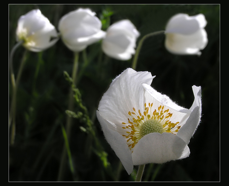 photo "Wood anemone" tags: nature, macro and close-up, flowers