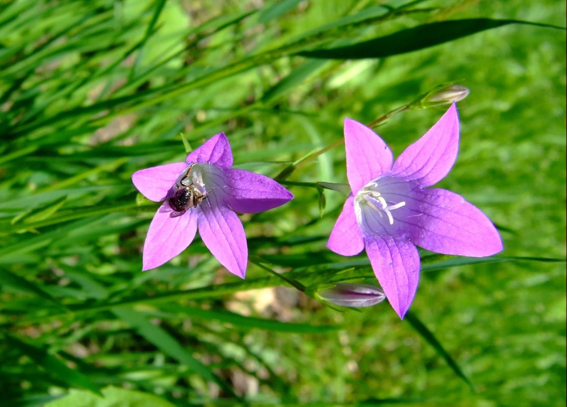 фото "Виолет" метки: природа, макро и крупный план, цветы