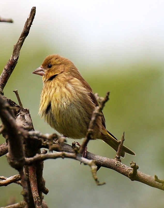 photo "Emberiza citrinella" tags: nature, wild animals