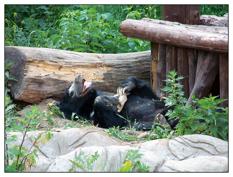 photo "The Moscow heat" tags: nature, humor, wild animals