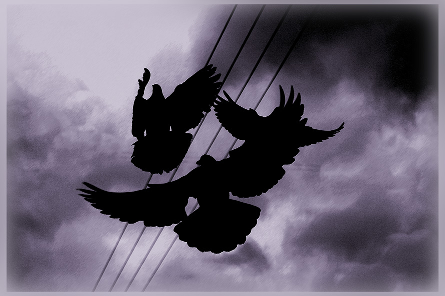 фото "night music (doves under the prey)" метки: природа, жанр, дикие животные