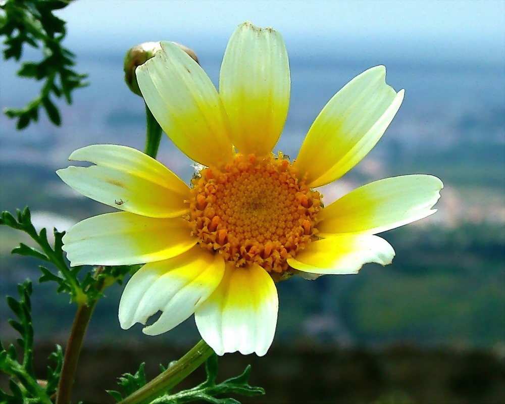 photo "Alone in the sky!" tags: nature, macro and close-up, flowers