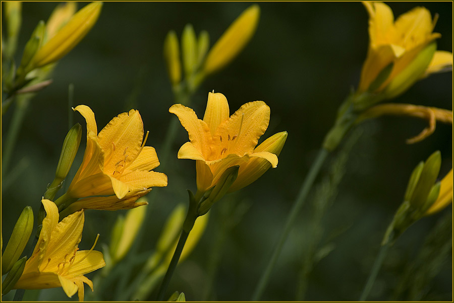 photo "***" tags: nature, flowers