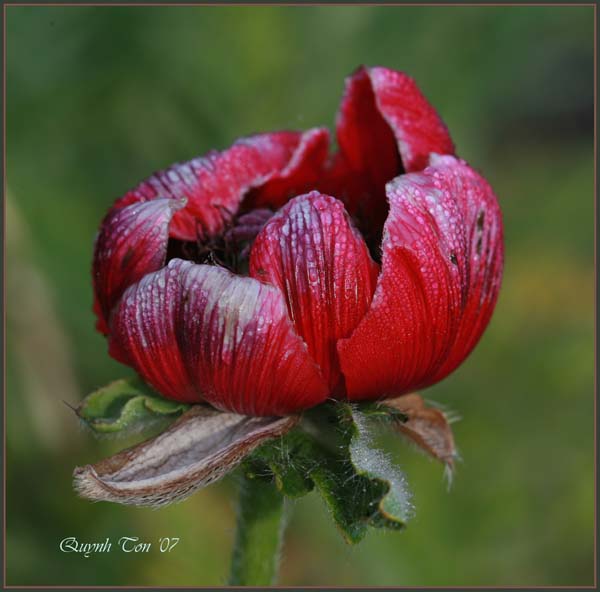 фото "Poppy" метки: макро и крупный план, природа, цветы