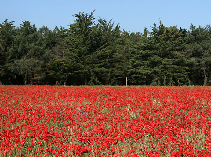 photo "Flag scape" tags: landscape, forest