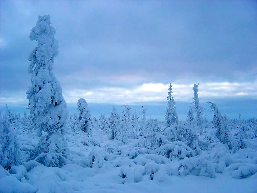 фото "Холодная синева" метки: пейзаж, зима, лес