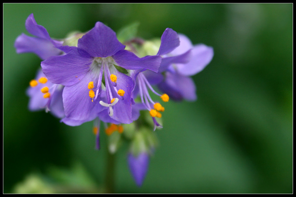 photo "flower" tags: nature, macro and close-up, flowers