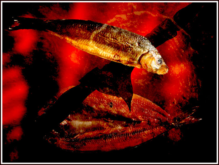 photo "Kippers from hell" tags: montage, abstract, 