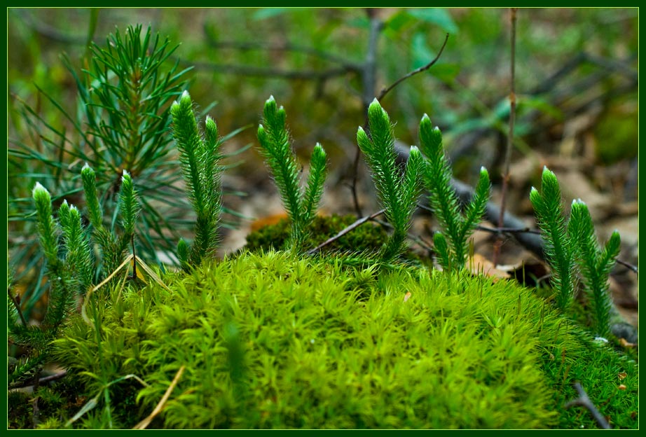 photo "Green" tags: nature, landscape, flowers, forest
