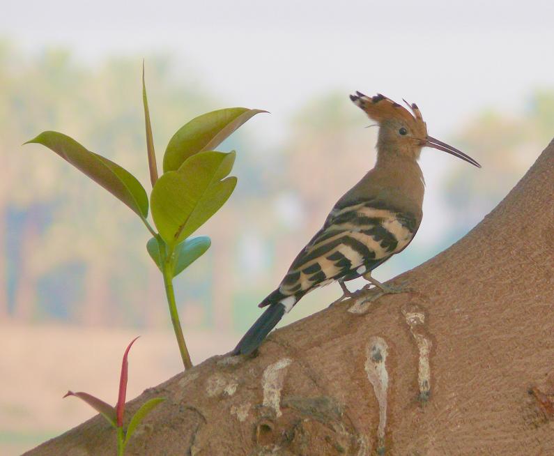 photo "Hoopoe" tags: nature, wild animals