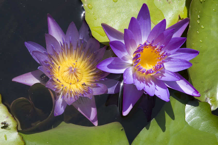 photo "25763 Water lilies" tags: nature, flowers