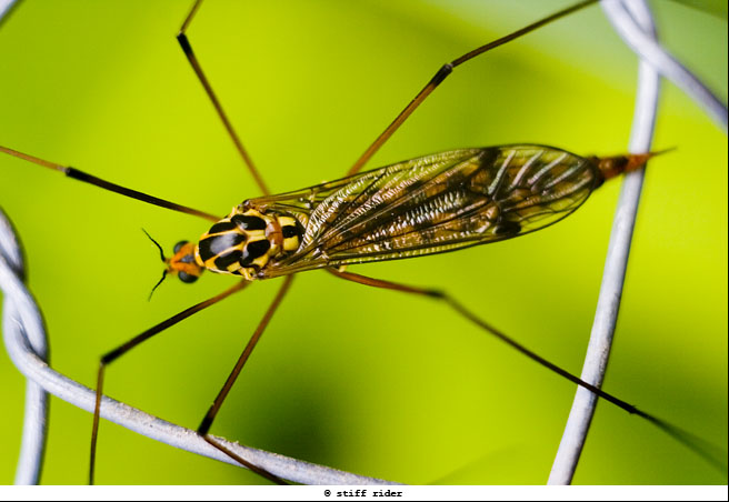 photo "she's the one" tags: macro and close-up, nature, insect