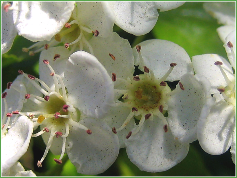 photo "***" tags: nature, macro and close-up, flowers