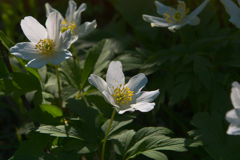 photo "***" tags: landscape, nature, flowers, spring