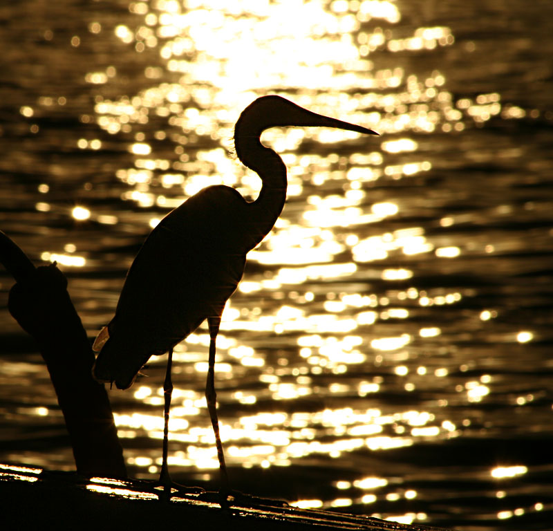 photo "Egret contre jour" tags: travel, nature, Africa, wild animals