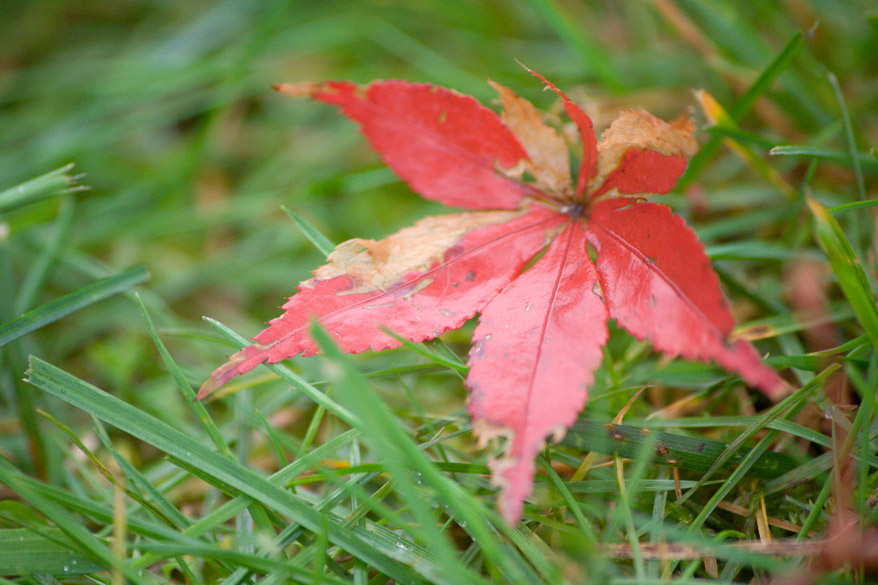 photo "Autumn..." tags: landscape, nature, autumn