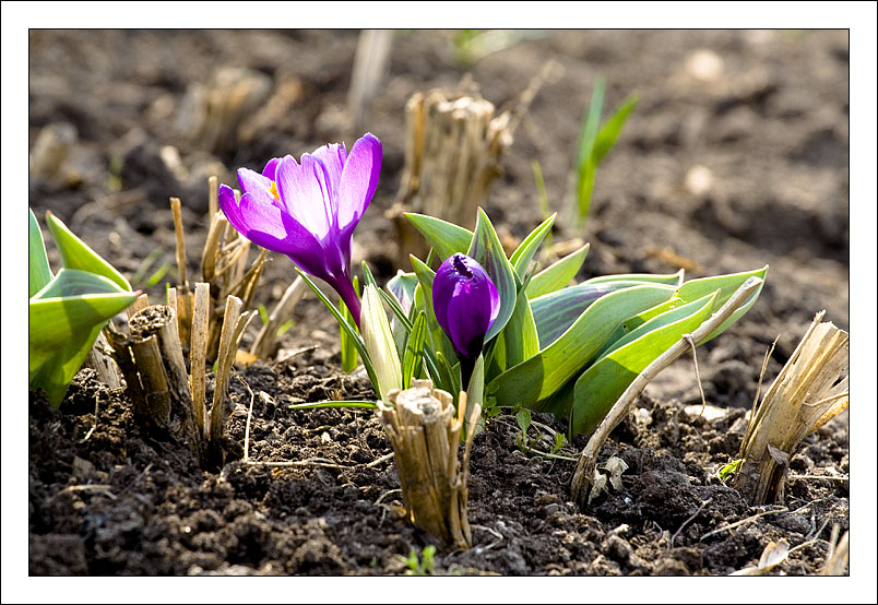 фото "Весенний цветок" метки: природа, цветы