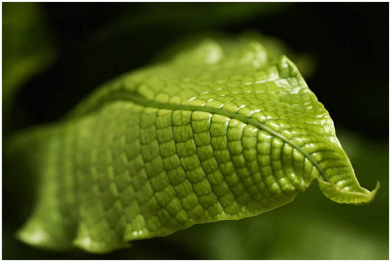 photo "crocodile leather" tags: macro and close-up, nature, flowers