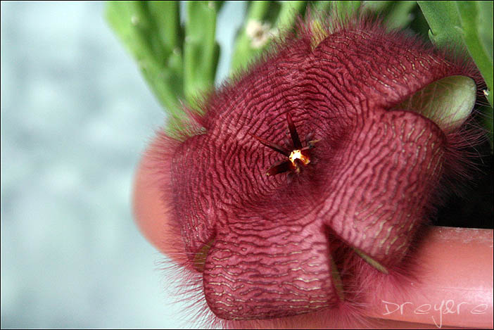 photo "***" tags: nature, flowers