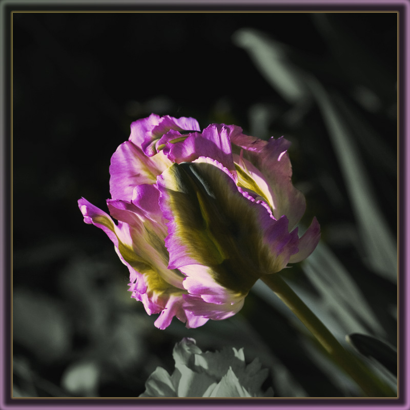 photo "A Tulip" tags: nature, flowers