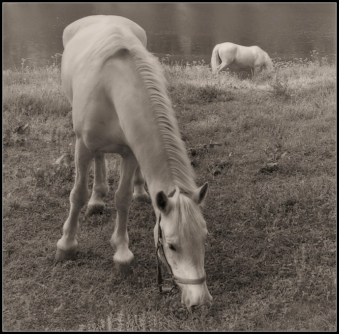 photo "***" tags: landscape, nature, pets/farm animals, summer