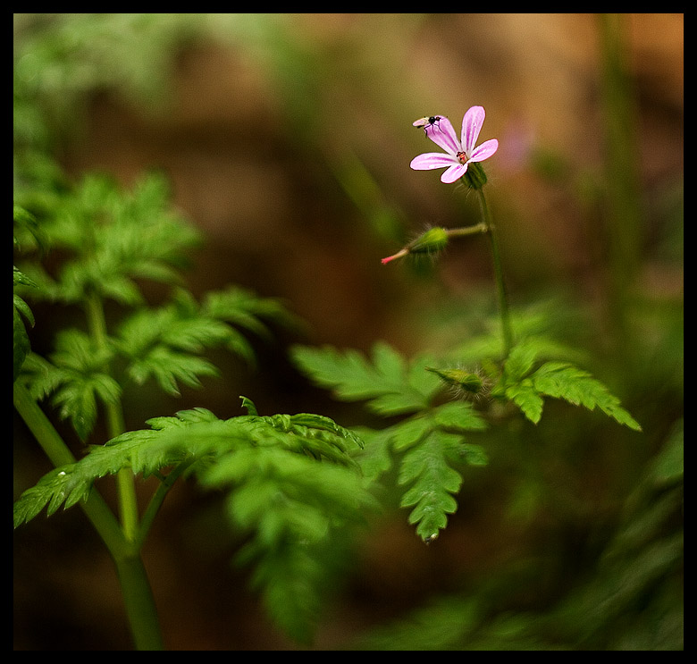 photo "... in forest ..." tags: nature, flowers