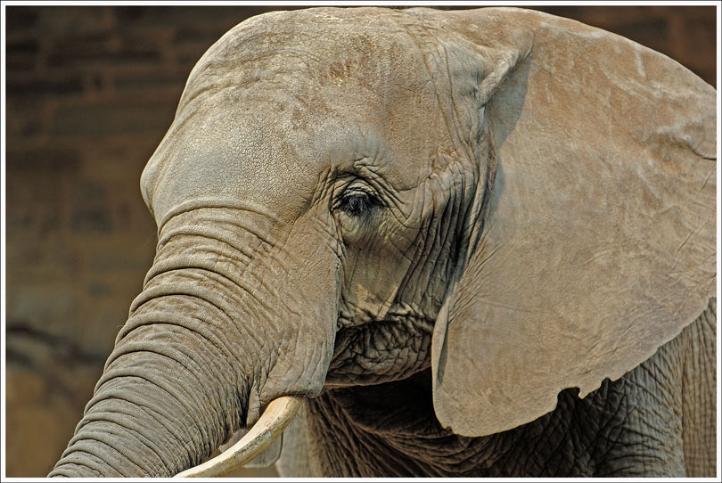 фото "slon" метки: природа, дикие животные