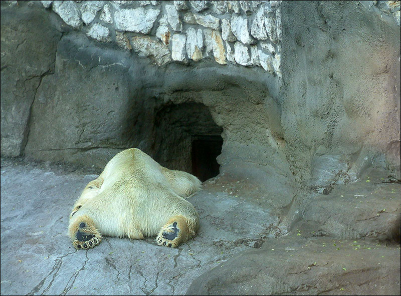 photo "The Moscow heat -2" tags: nature, humor, wild animals