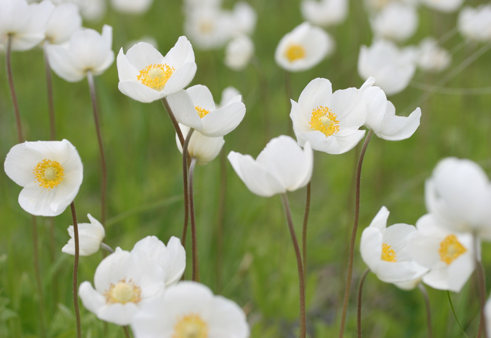 photo "Воздушество" tags: nature, flowers