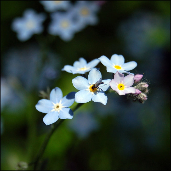 photo "***" tags: nature, flowers