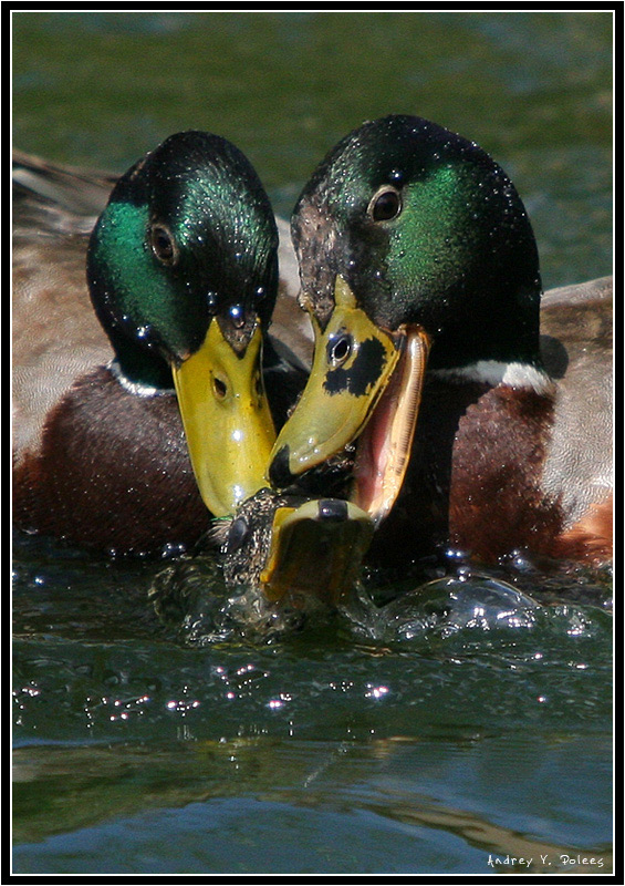 photo "***" tags: genre, nature, wild animals