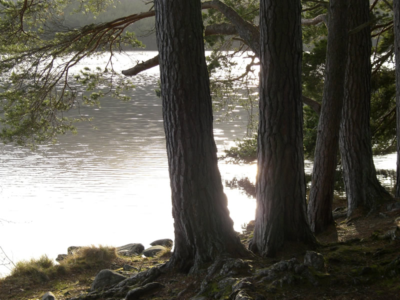 photo "Trees by the Waterside" tags: landscape, forest, water