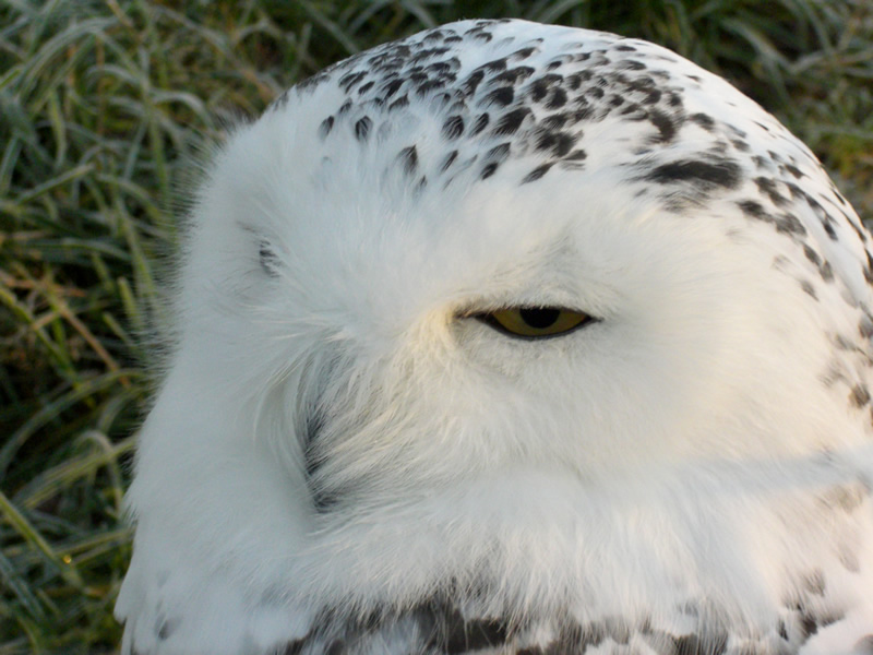 photo "Snowy Owl" tags: nature, wild animals