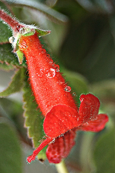 фото "Красный цветок" метки: природа, макро и крупный план, цветы