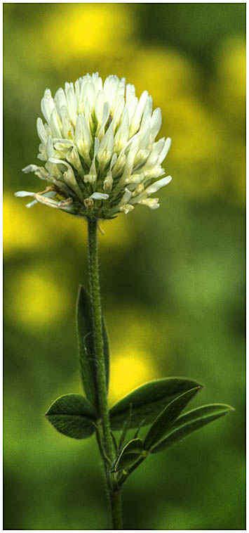 photo "clover" tags: nature, flowers
