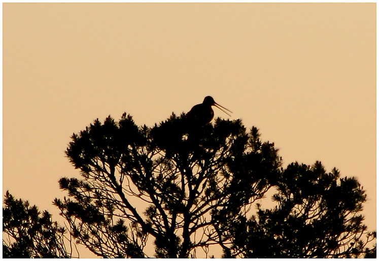 photo "***" tags: nature, wild animals