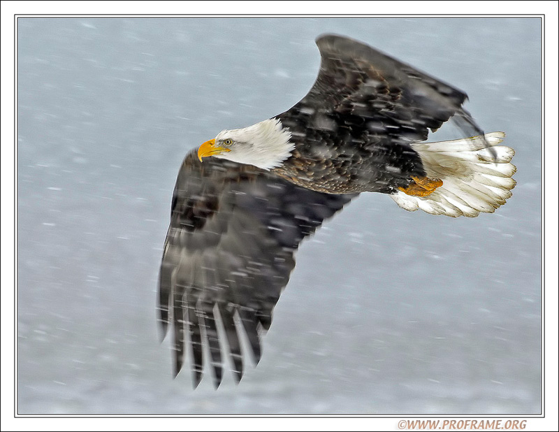 photo "Snow Storm" tags: nature, travel, North America, wild animals