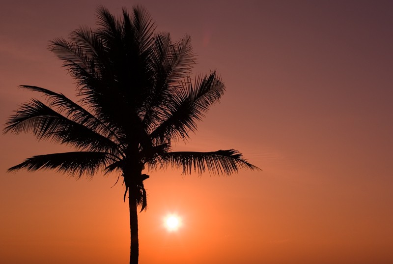 фото "Sunset and Coconut tree" метки: пейзаж, закат