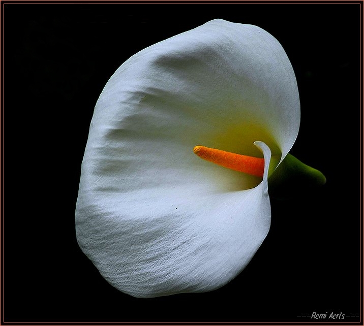 фото "Lily for Lilija Kokina" метки: природа, макро и крупный план, цветы