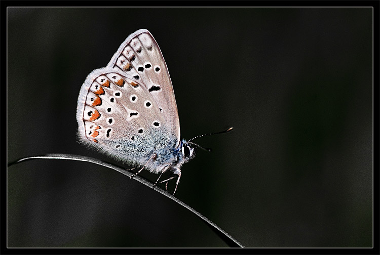 фото "Night Butterfly" метки: макро и крупный план, природа, насекомое