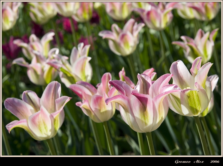 photo "***" tags: nature, flowers
