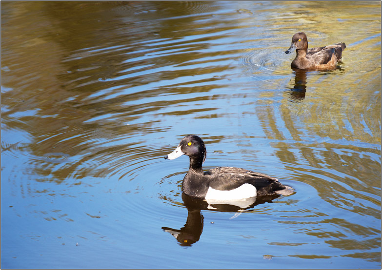 photo "Pavlovsk. Ducks" tags: nature, wild animals