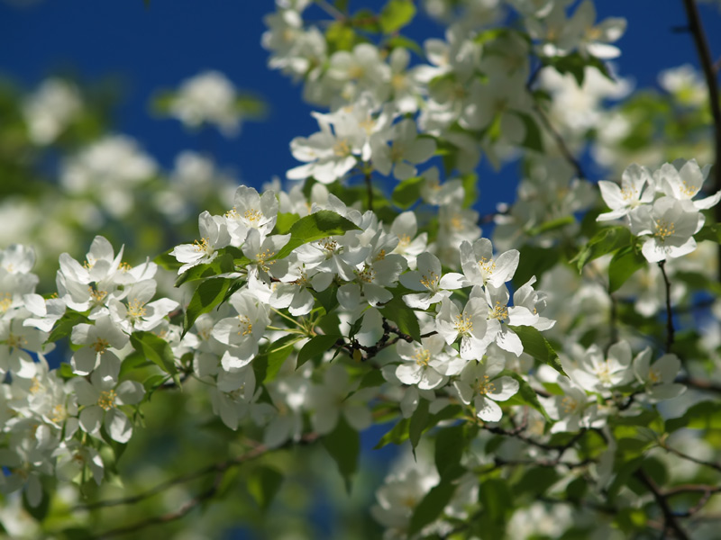 photo "***" tags: nature, flowers